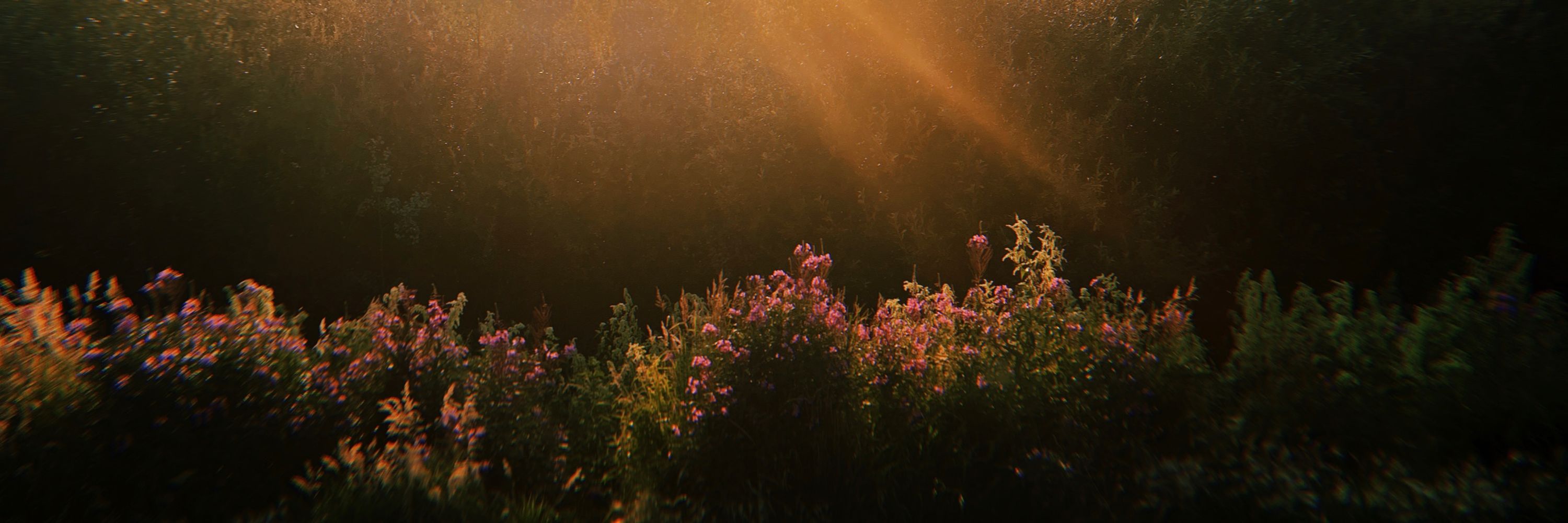 Susannah Roed
