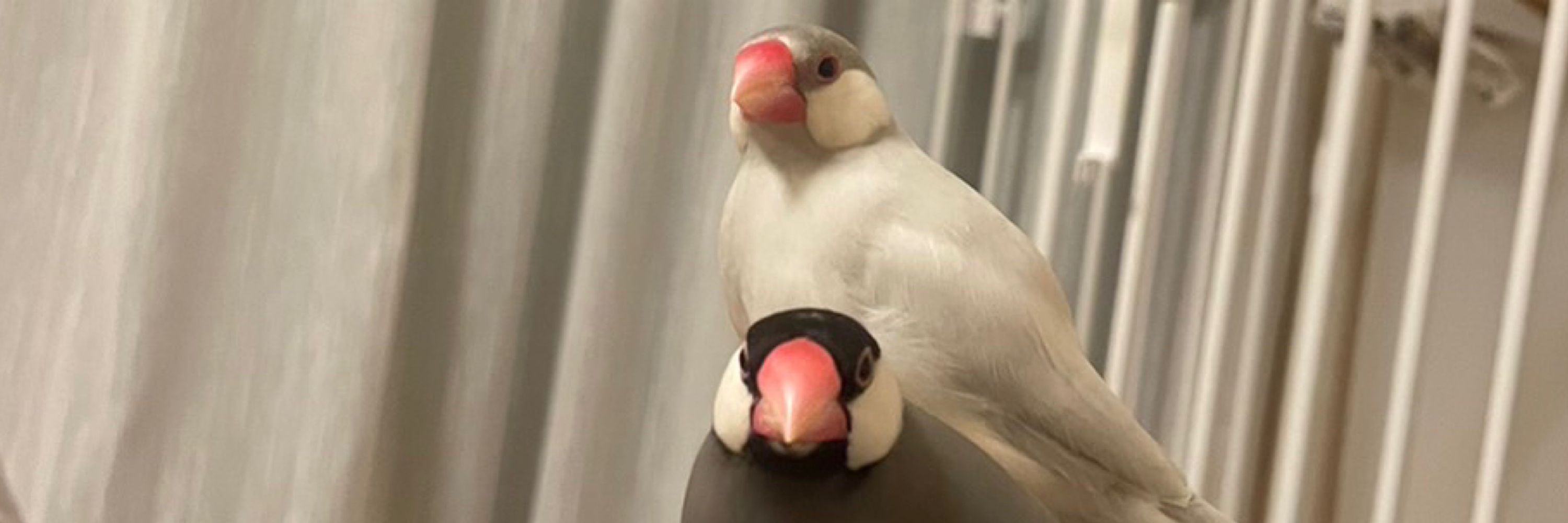 しらひじ