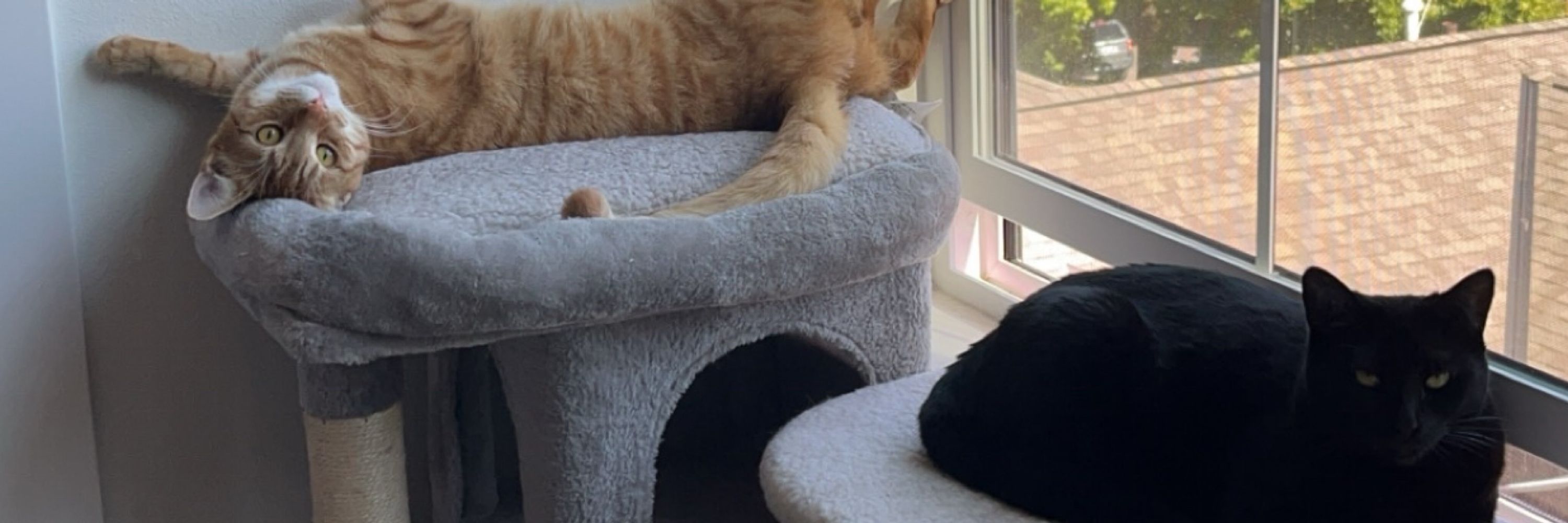 Kepler and Apollo