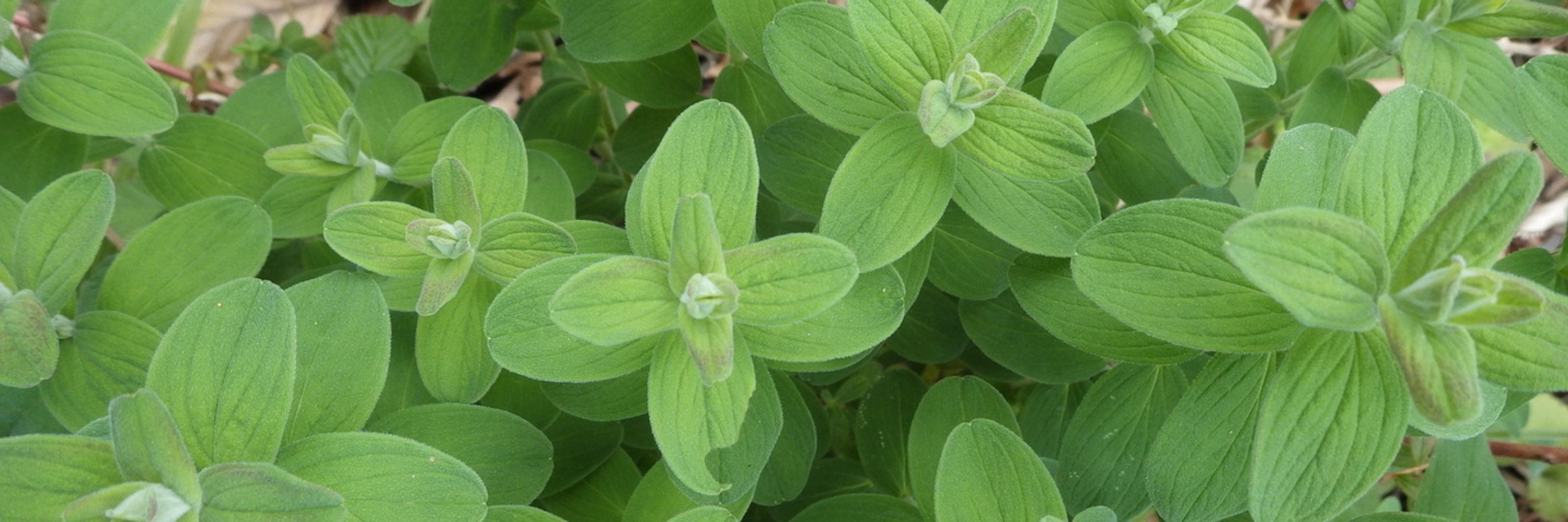 Uelea mouse