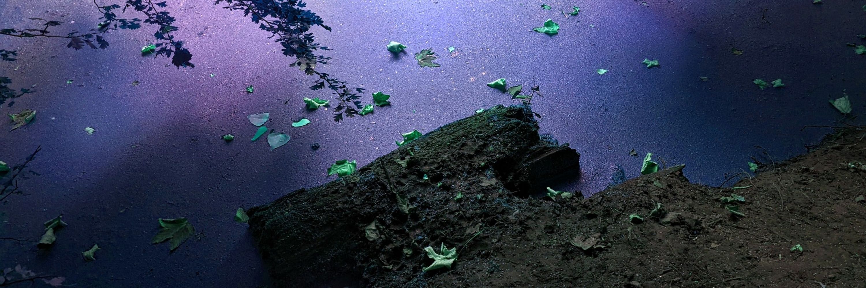 Francisco Borges-Rivera Photography