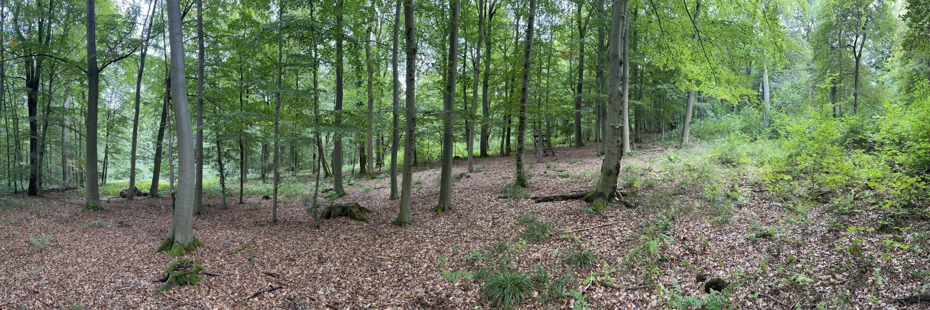obzwar