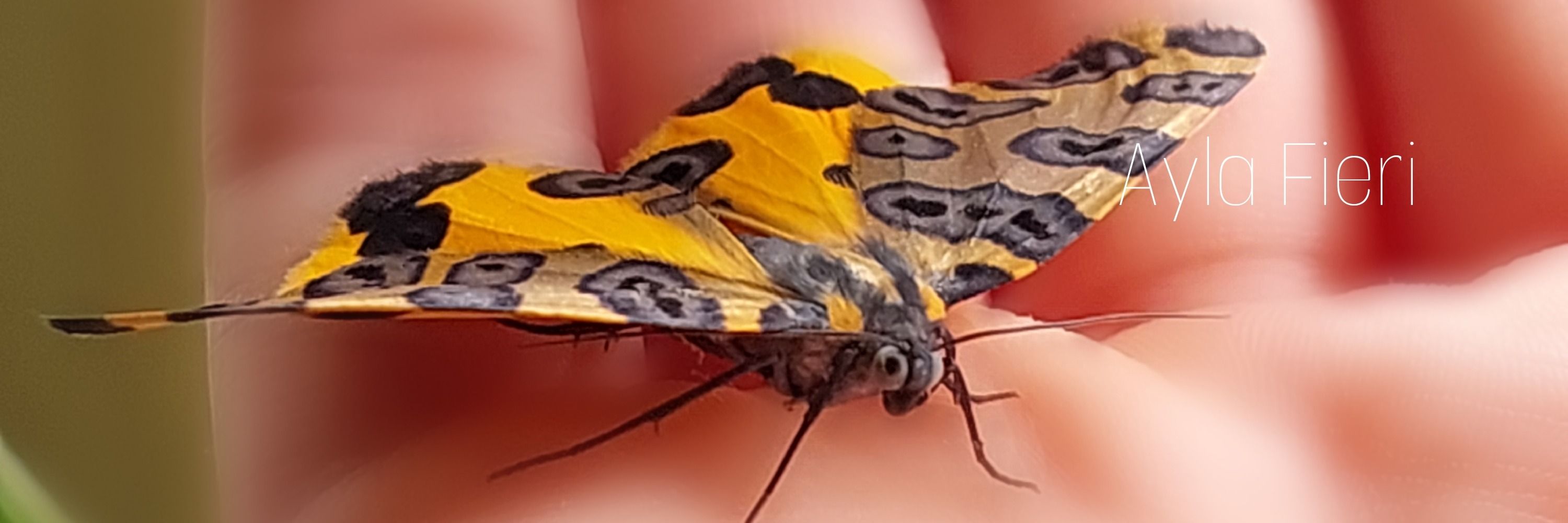 Ayla Fieri 🐛🦋🍃 | São Paulo