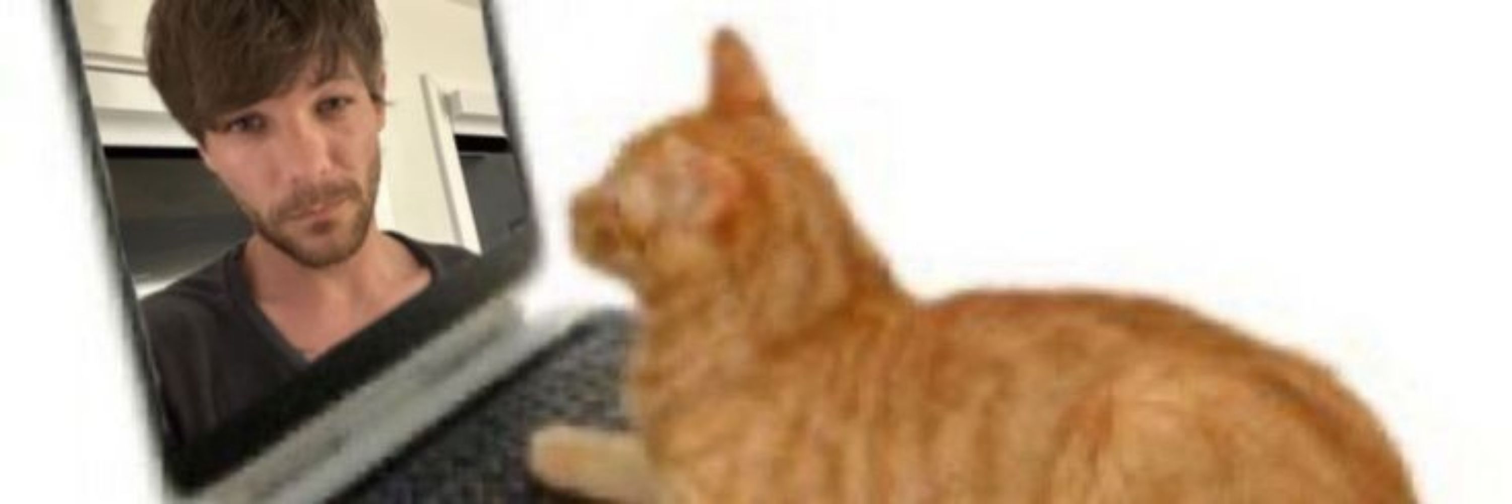 tavv