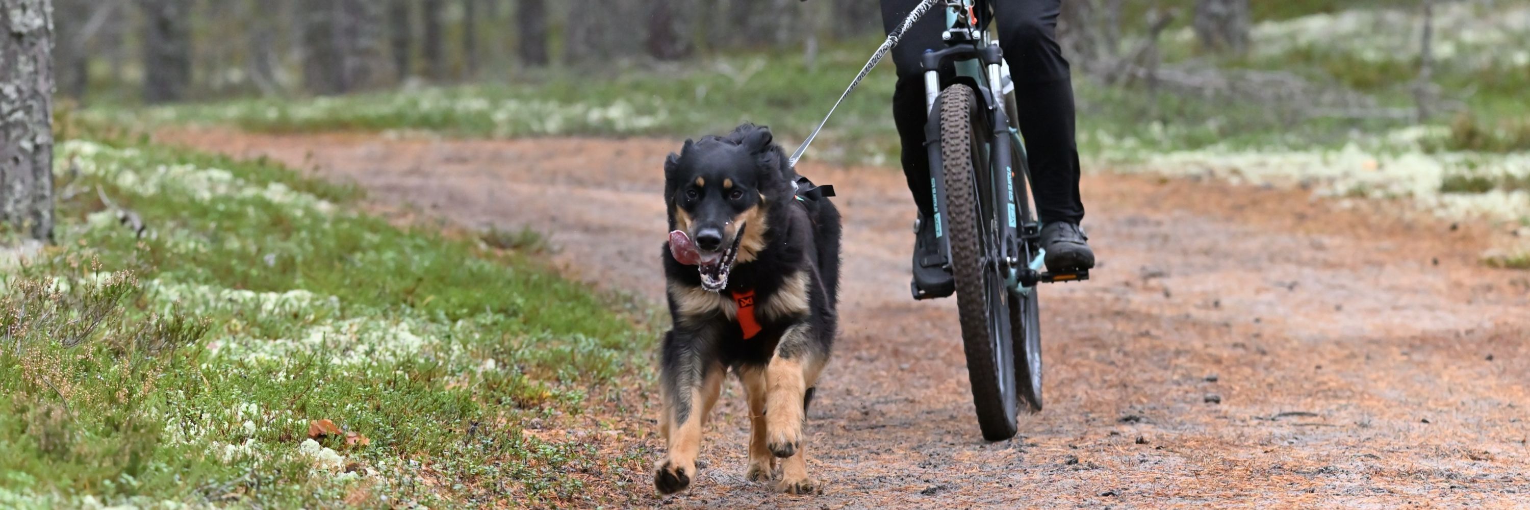 Essi Sepänniemi