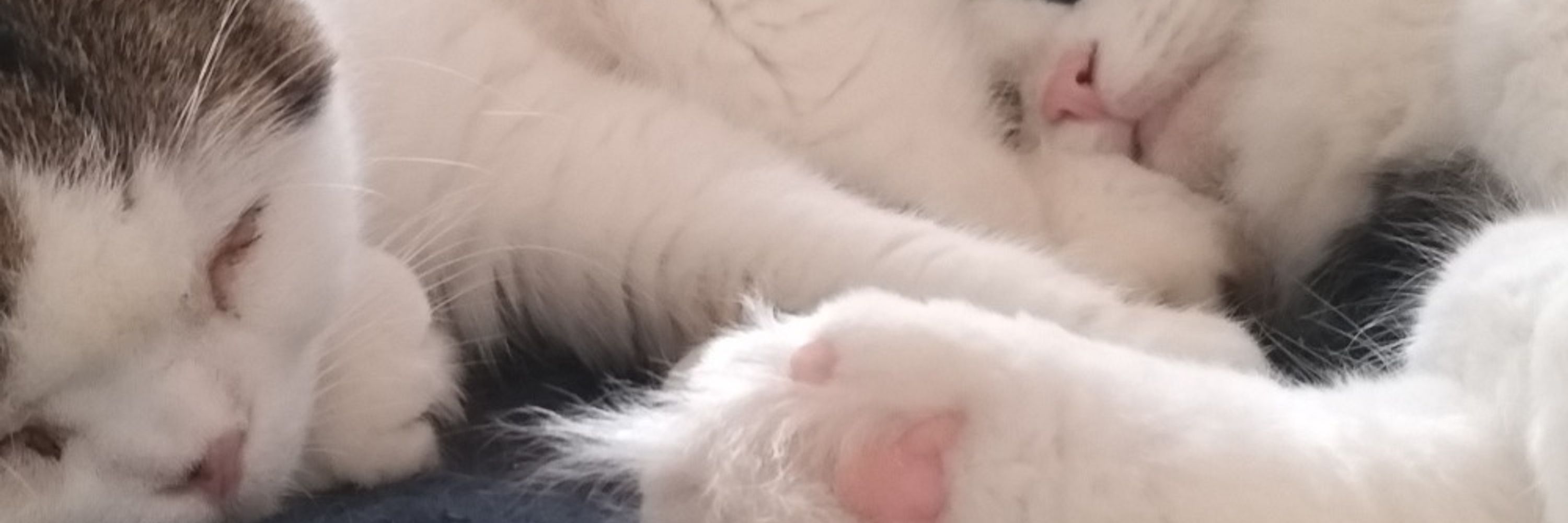 望月渚紗【猫のしもべ】