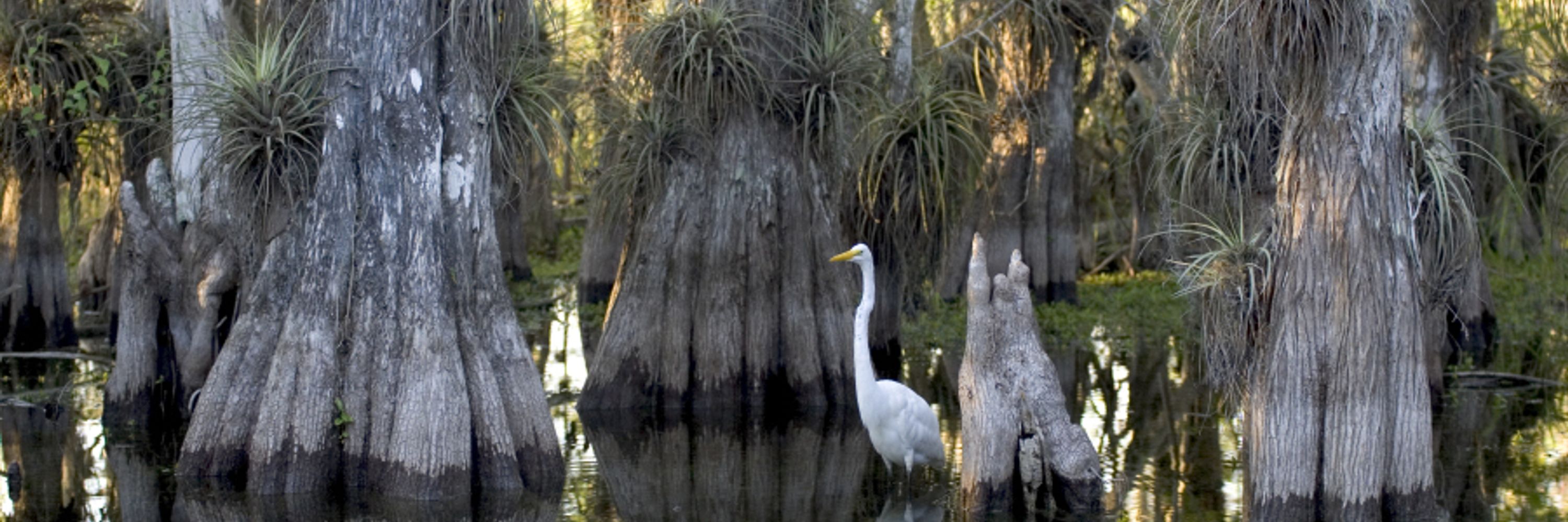 Water & Wildlife