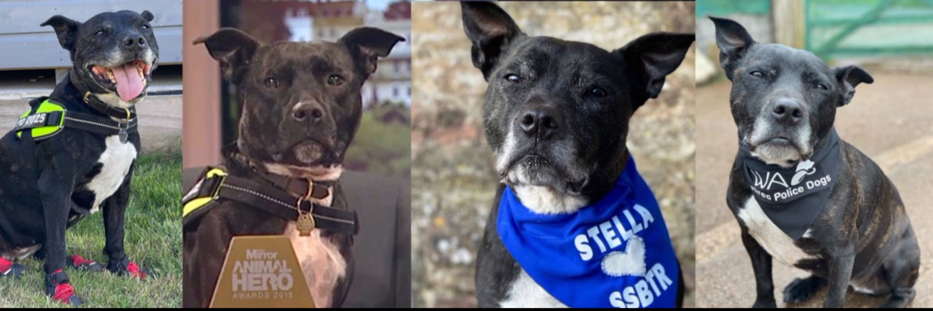 PoliceDogStellaTheStaffie