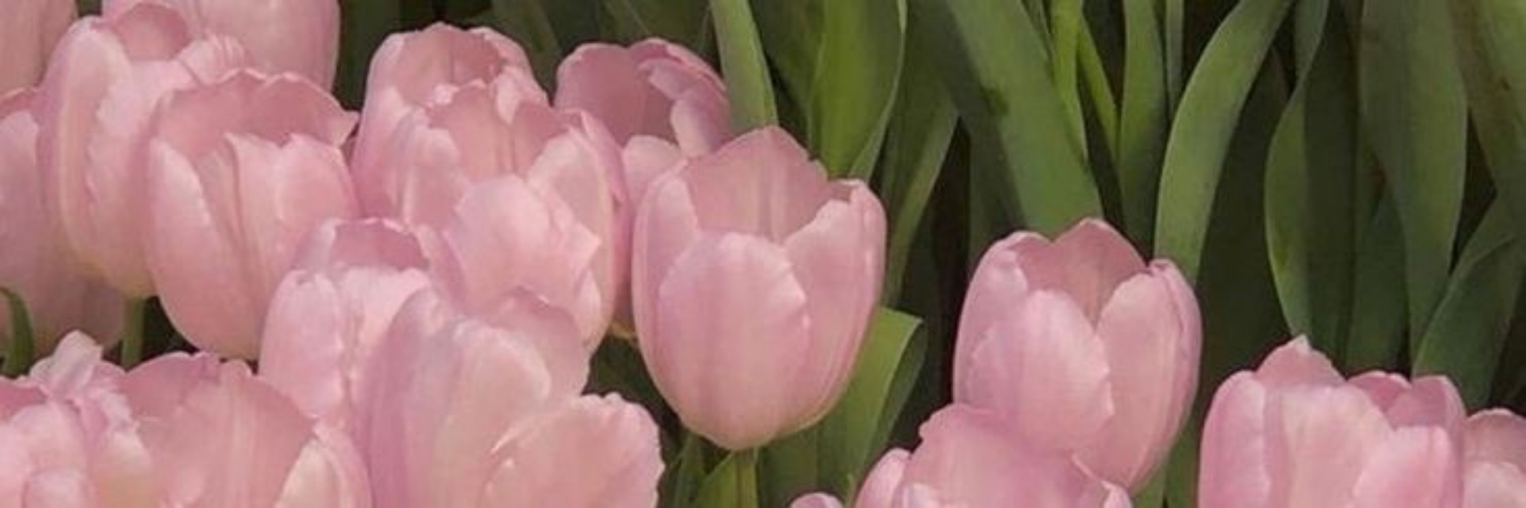 𝕬𝖓𝖆 🌷