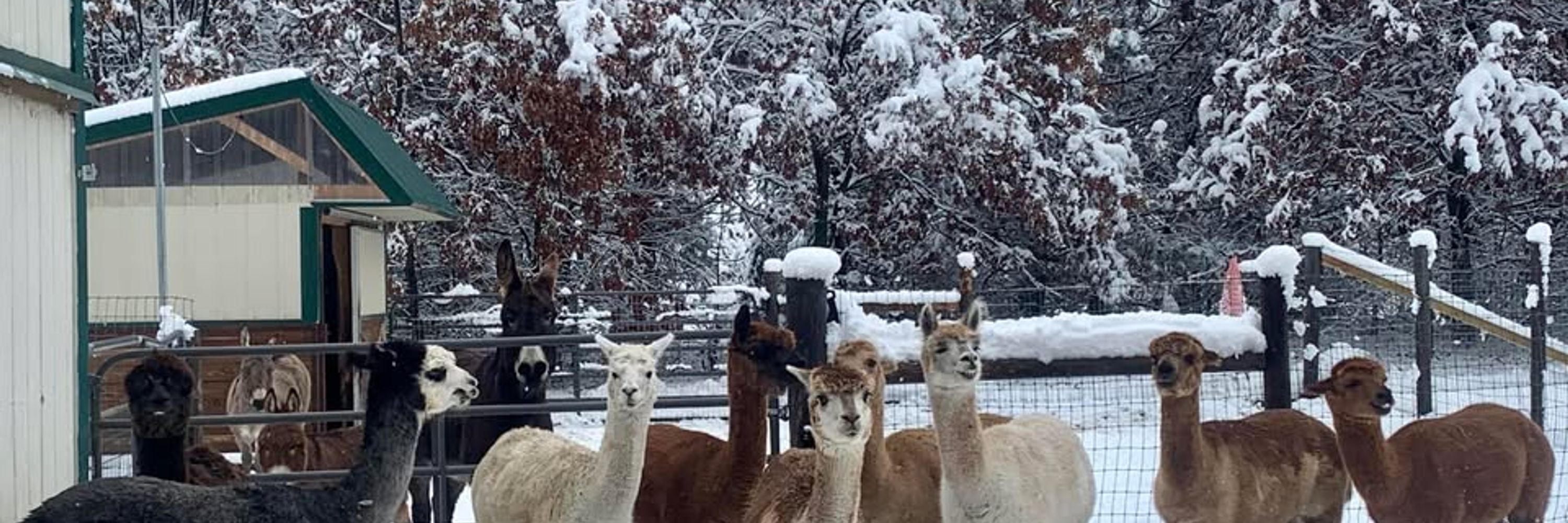 SoL Criations Farm Sanctuary 