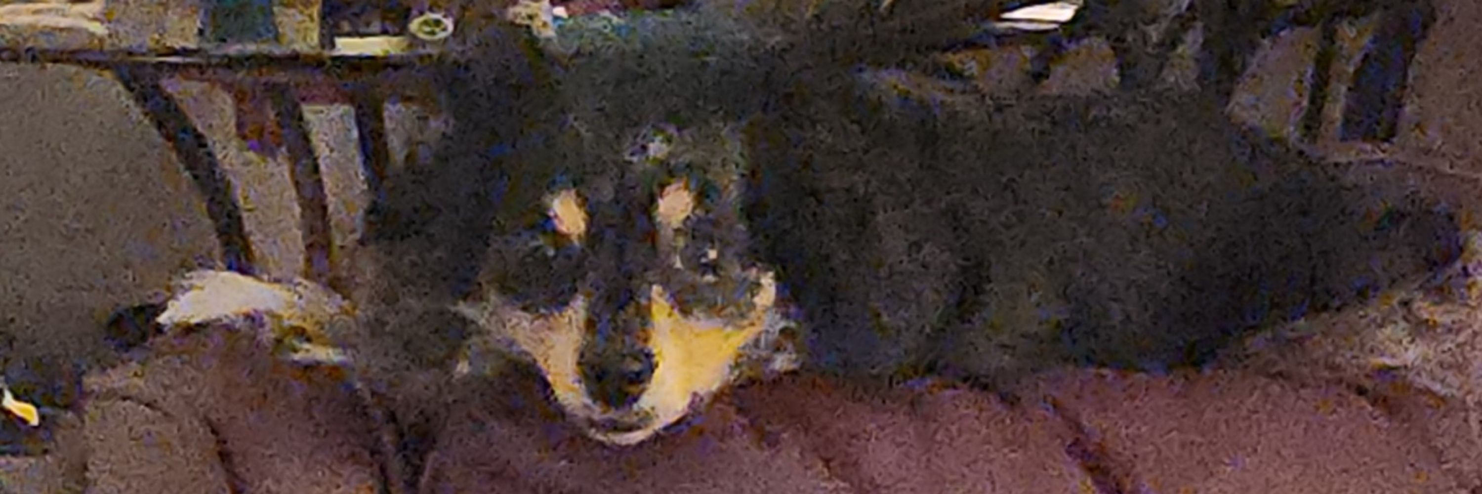 Citrus Heights Bear