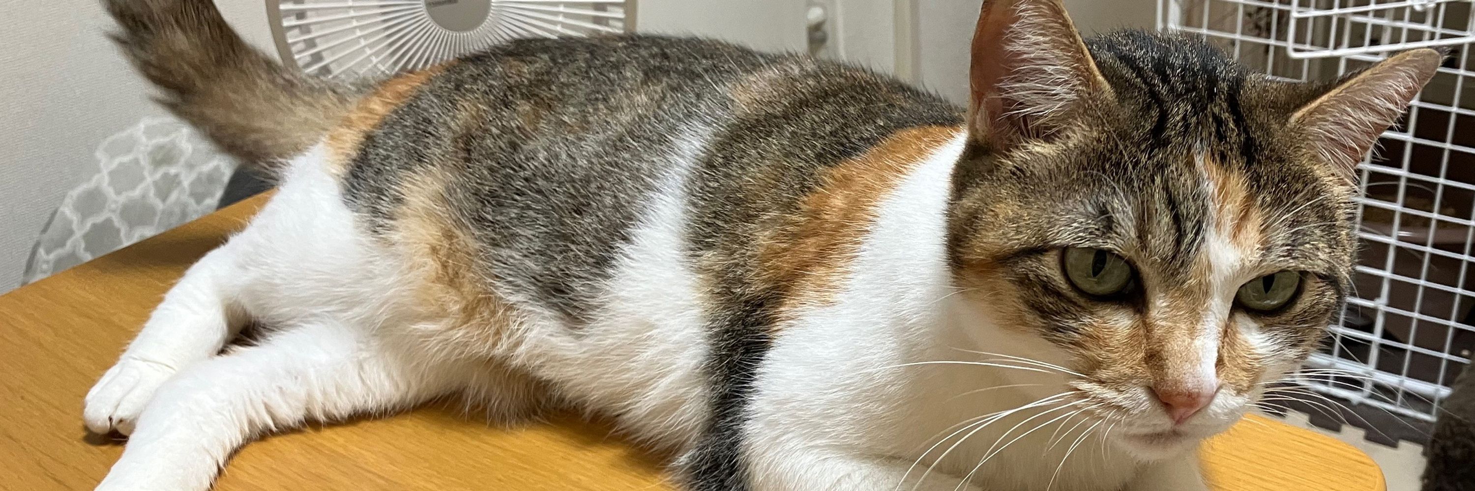えーあい⛏️🐱💦