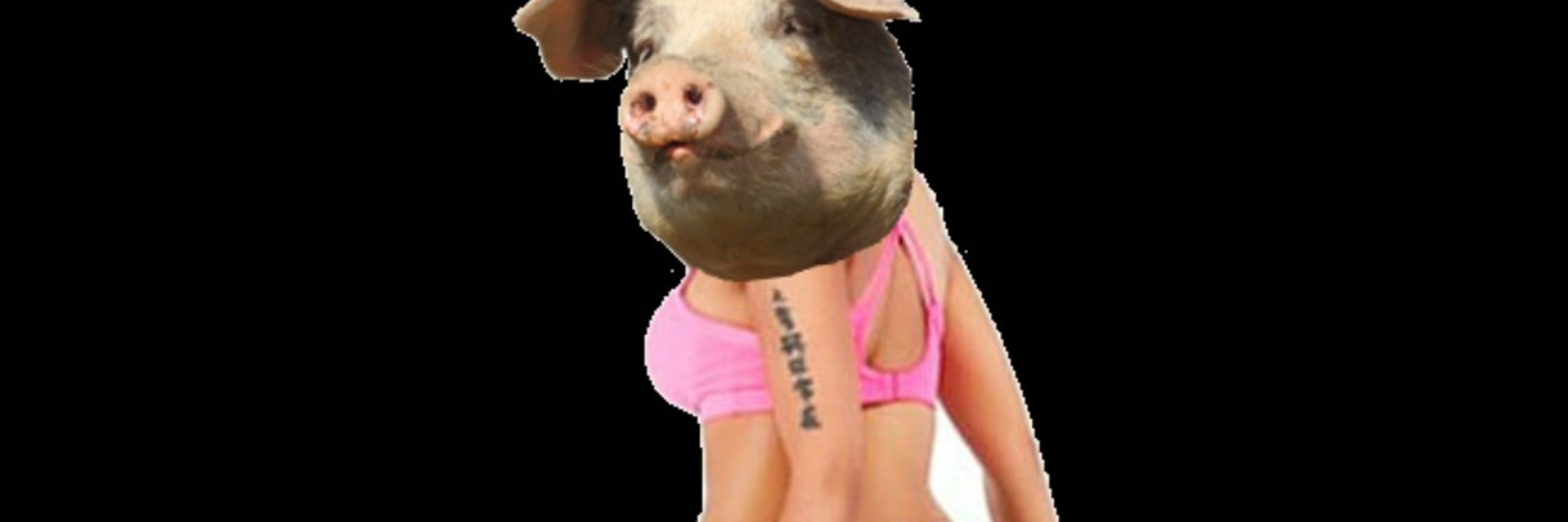LazerPig