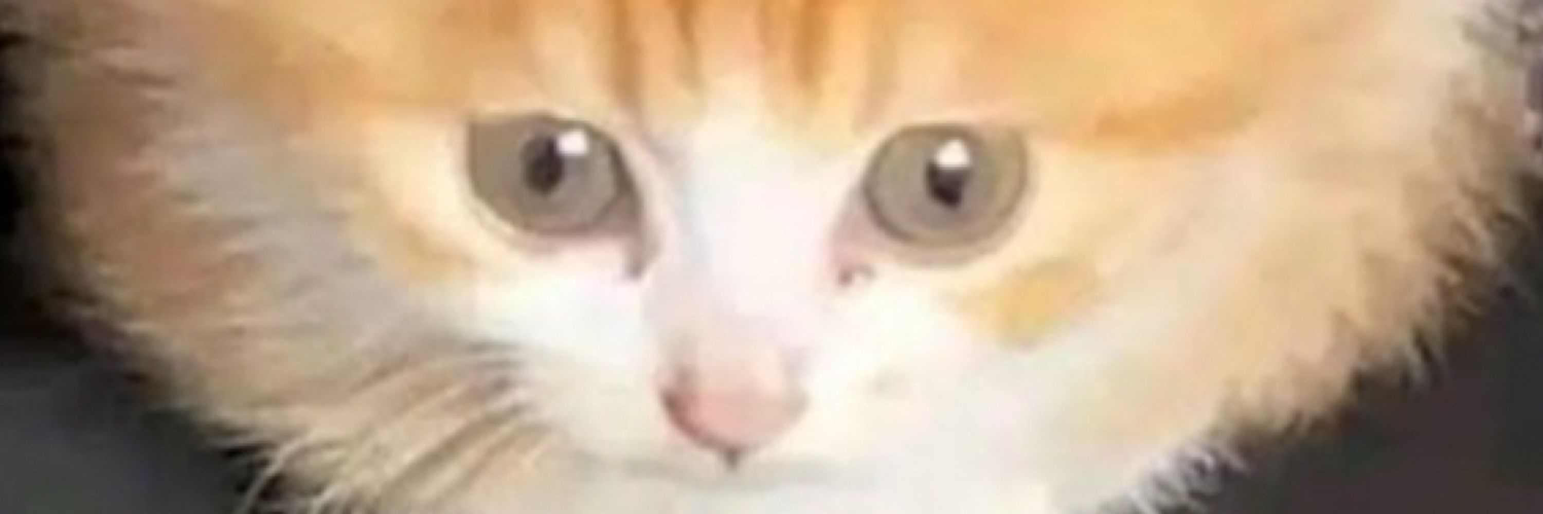 Kilcat