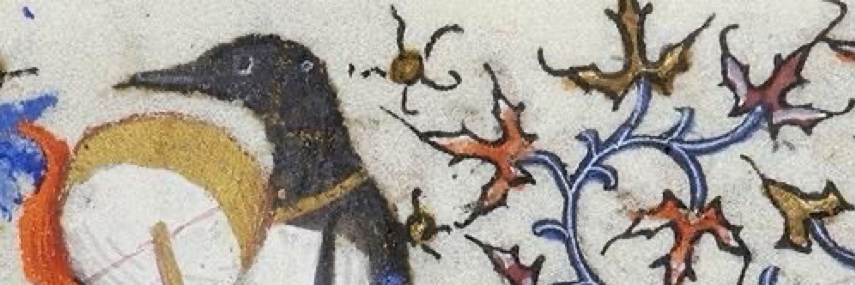 the bird guy