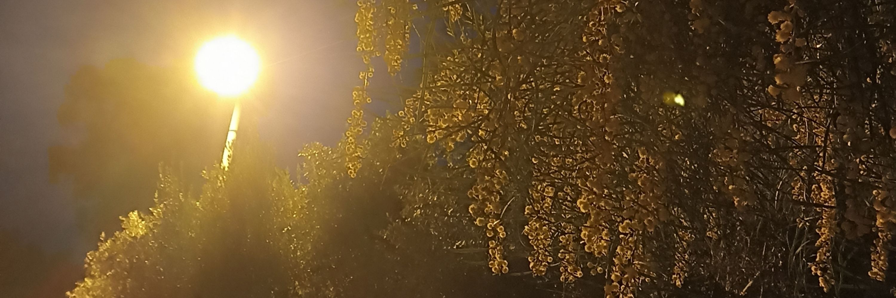 Gori