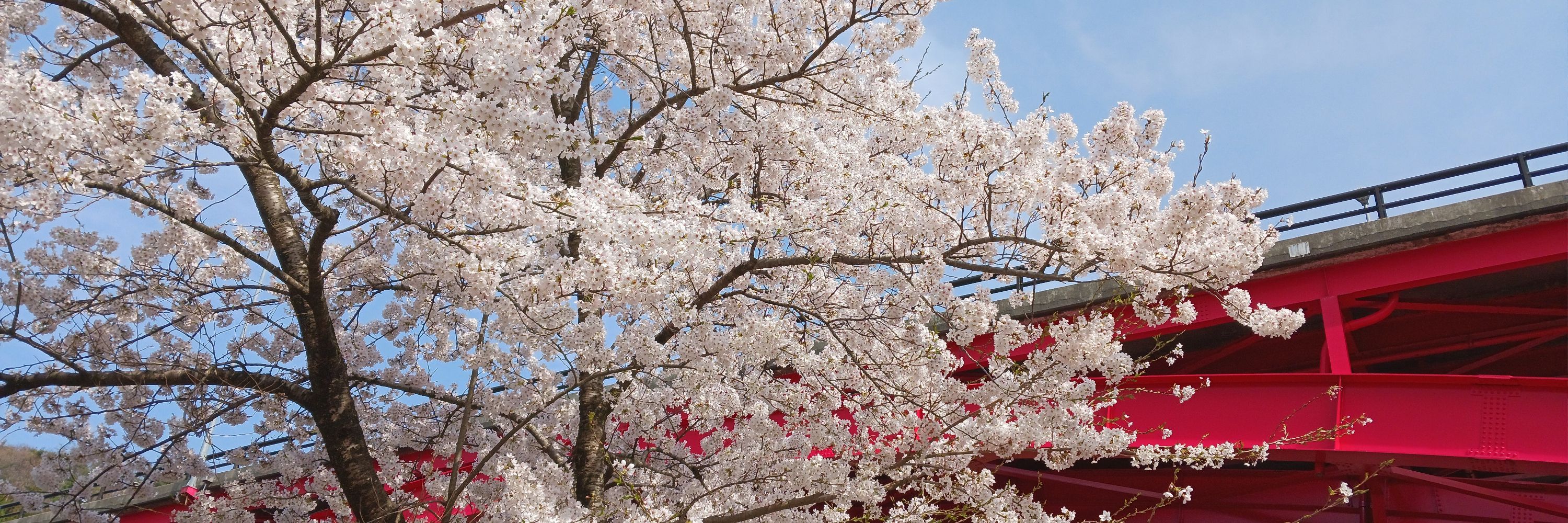 【公式】桜花飴工房