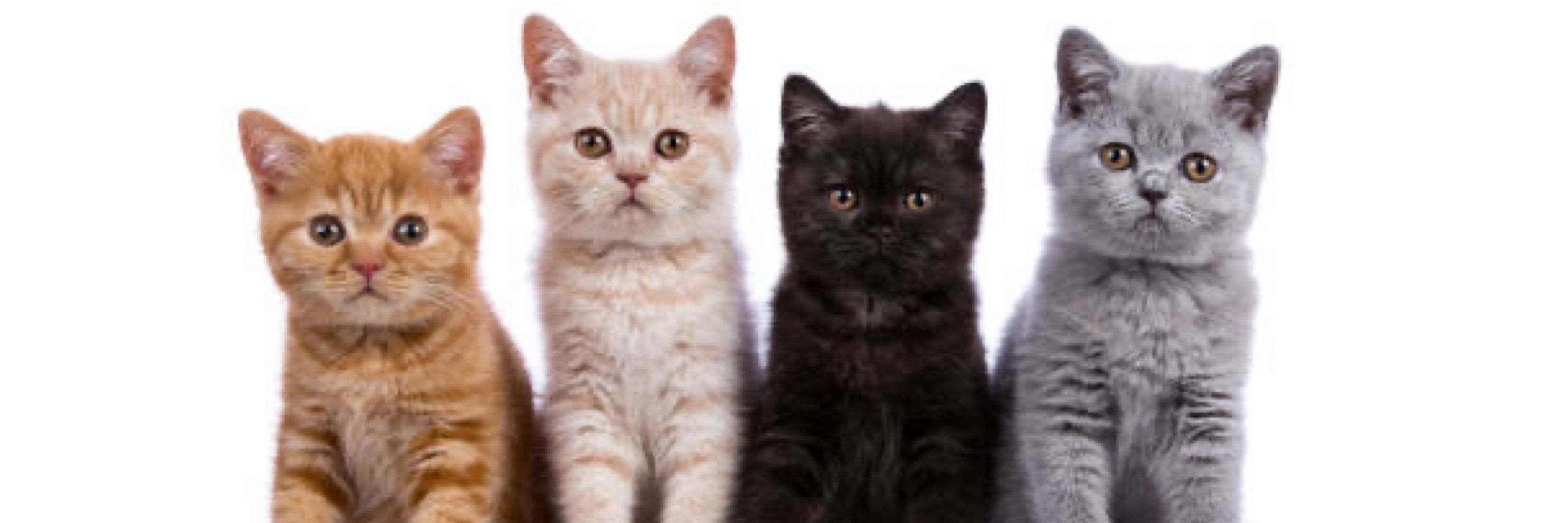 Cats Lover