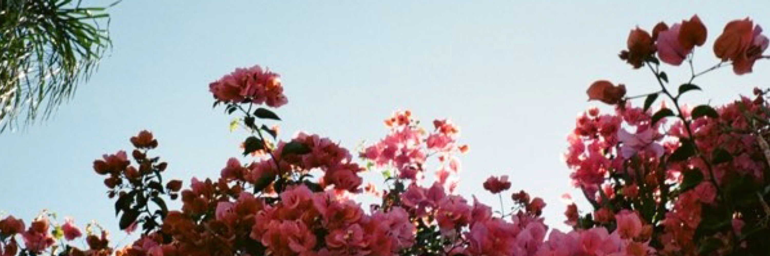 Karlin Summer