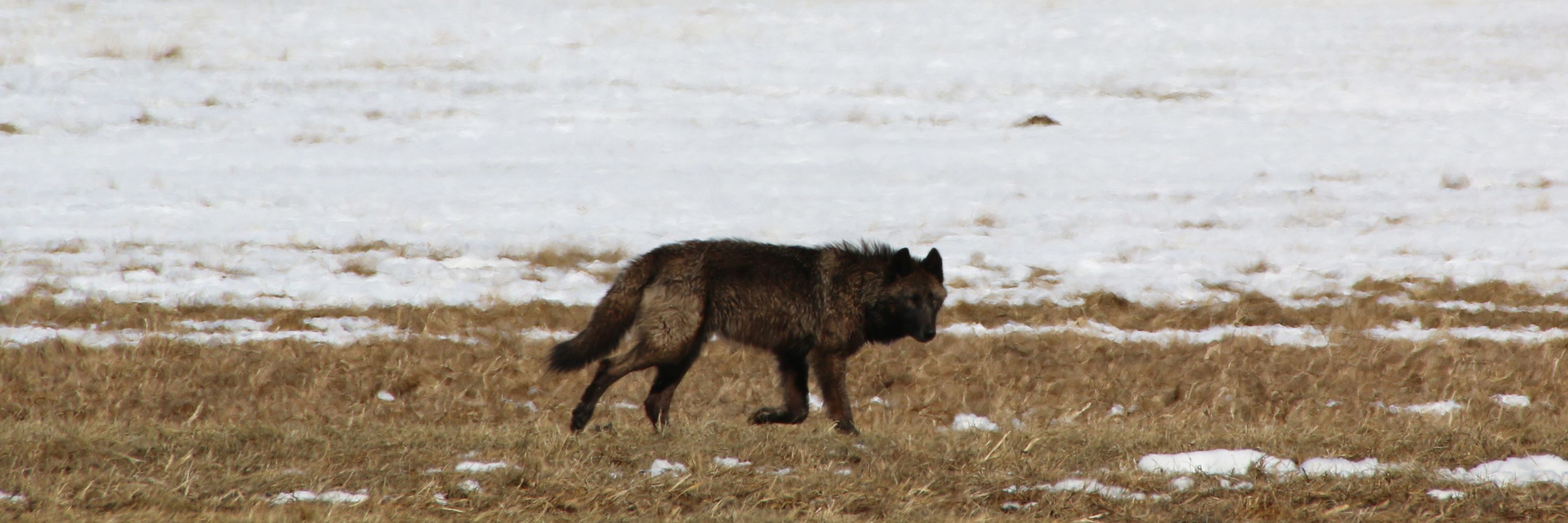 Rocky Mountain Wolf Project