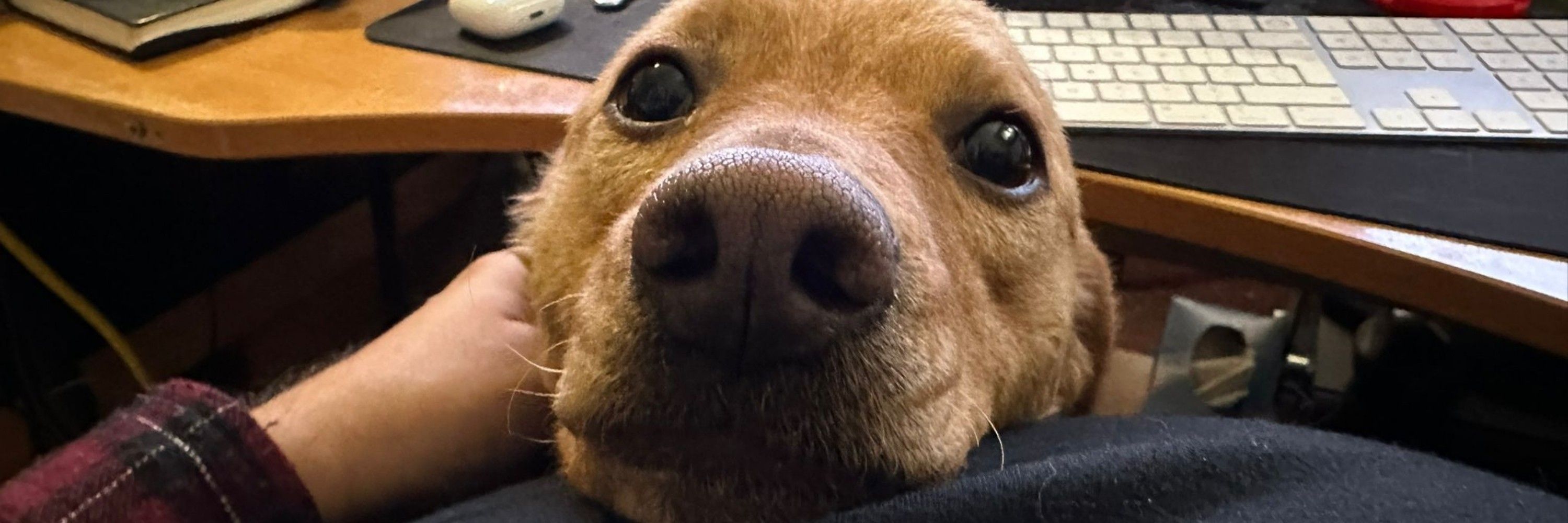 Bertie