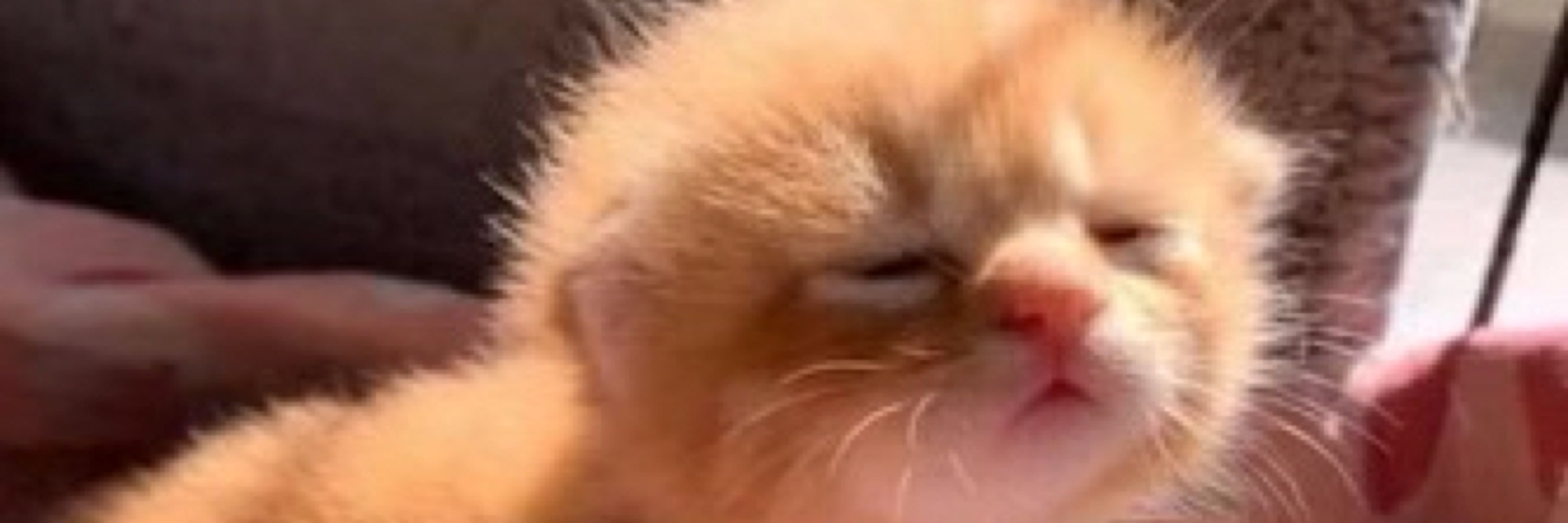 BLEO