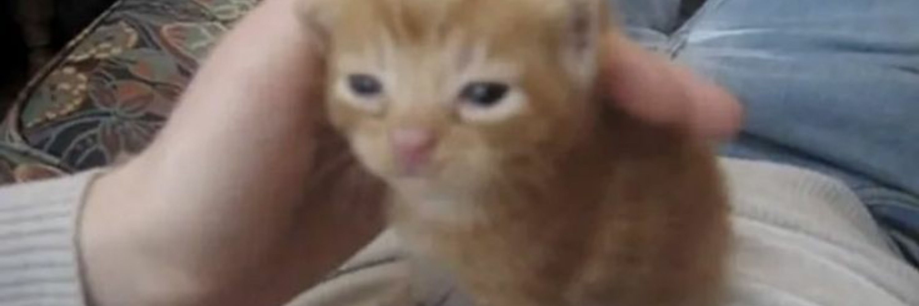 Gatinhos todo dia