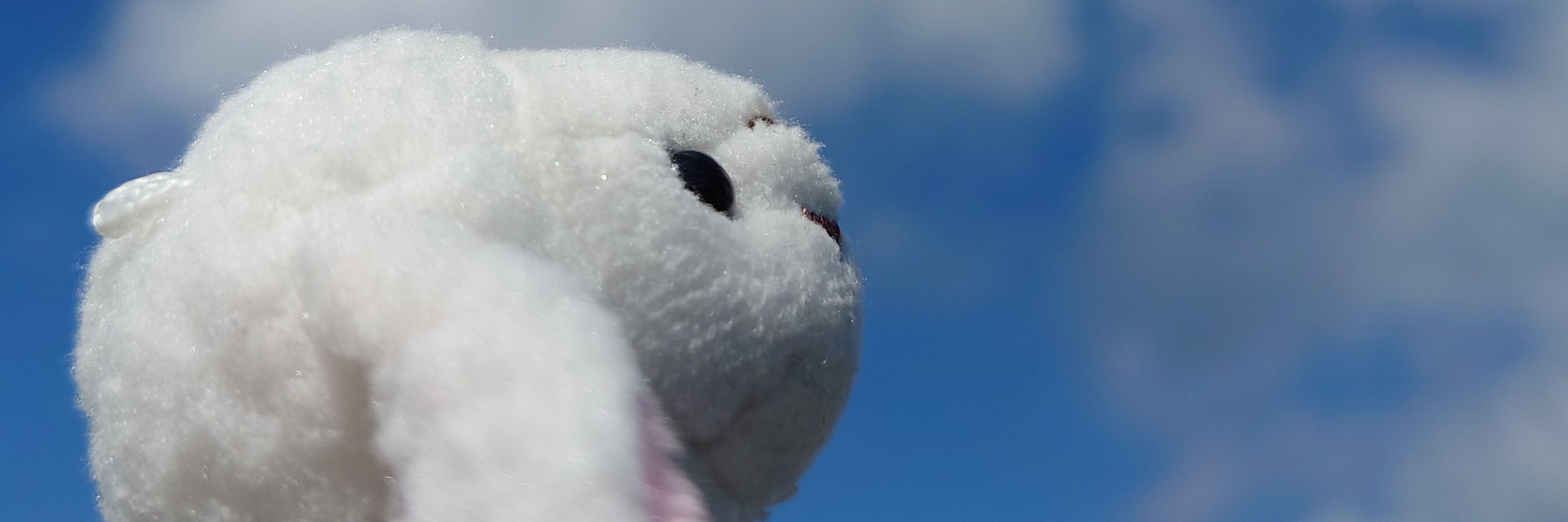 みーすけ