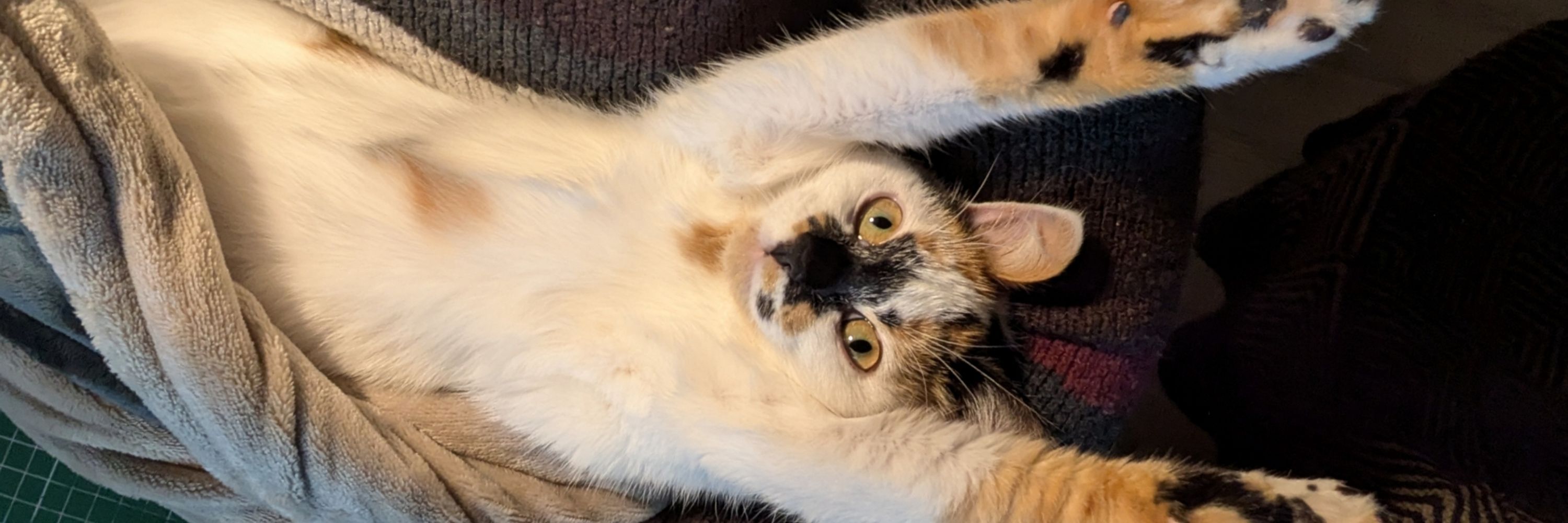 Mitsy