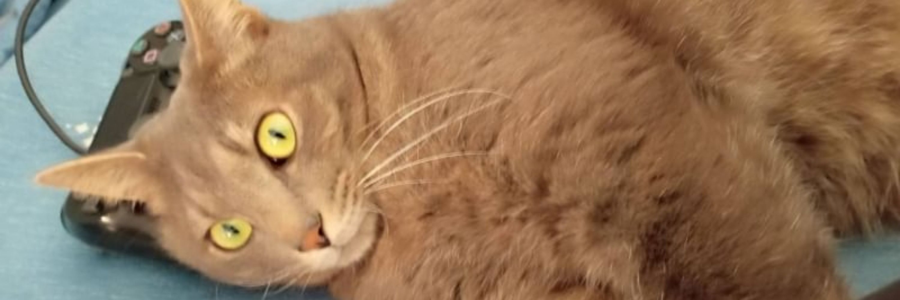 猫にゲーム