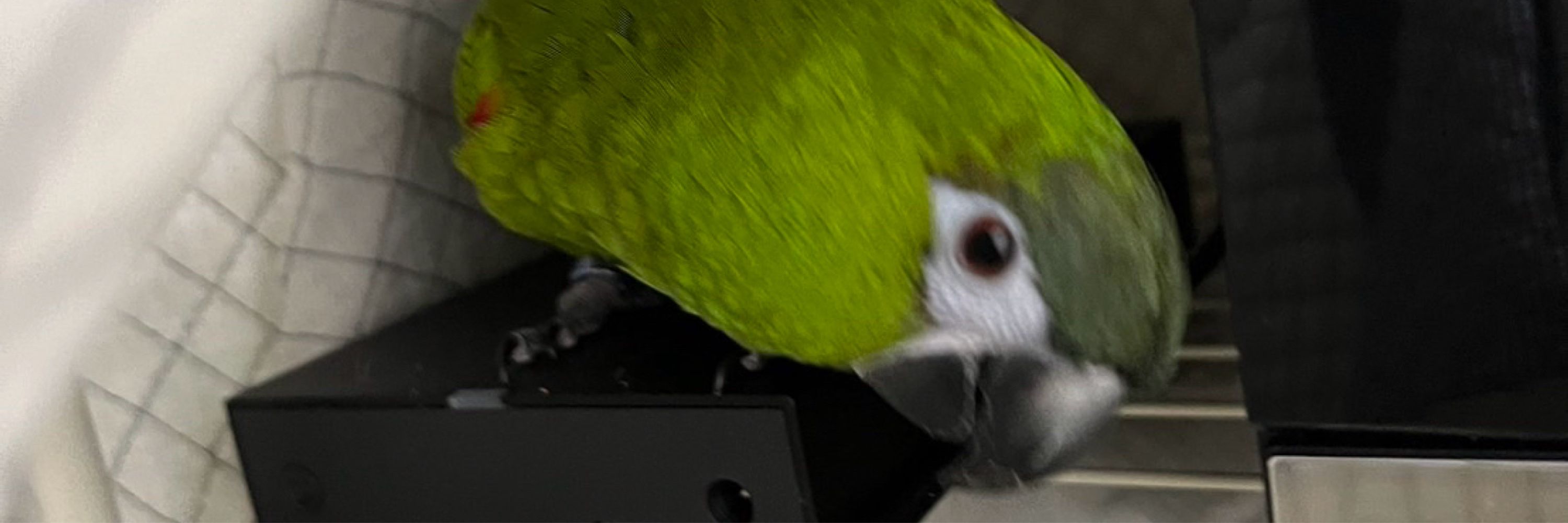 もかちゃん