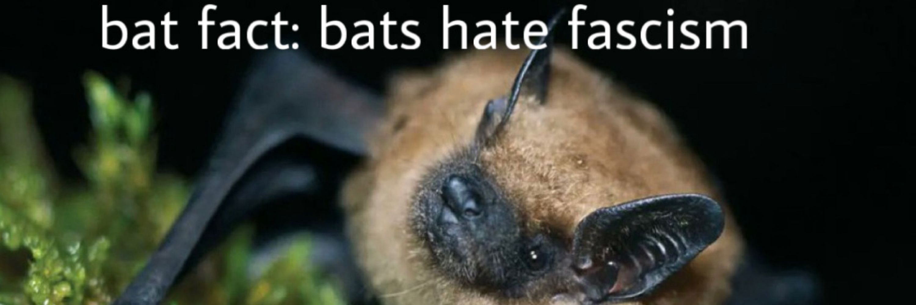 Bat🦇