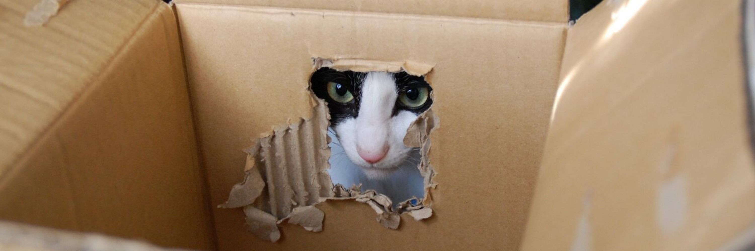 猫たっぷ