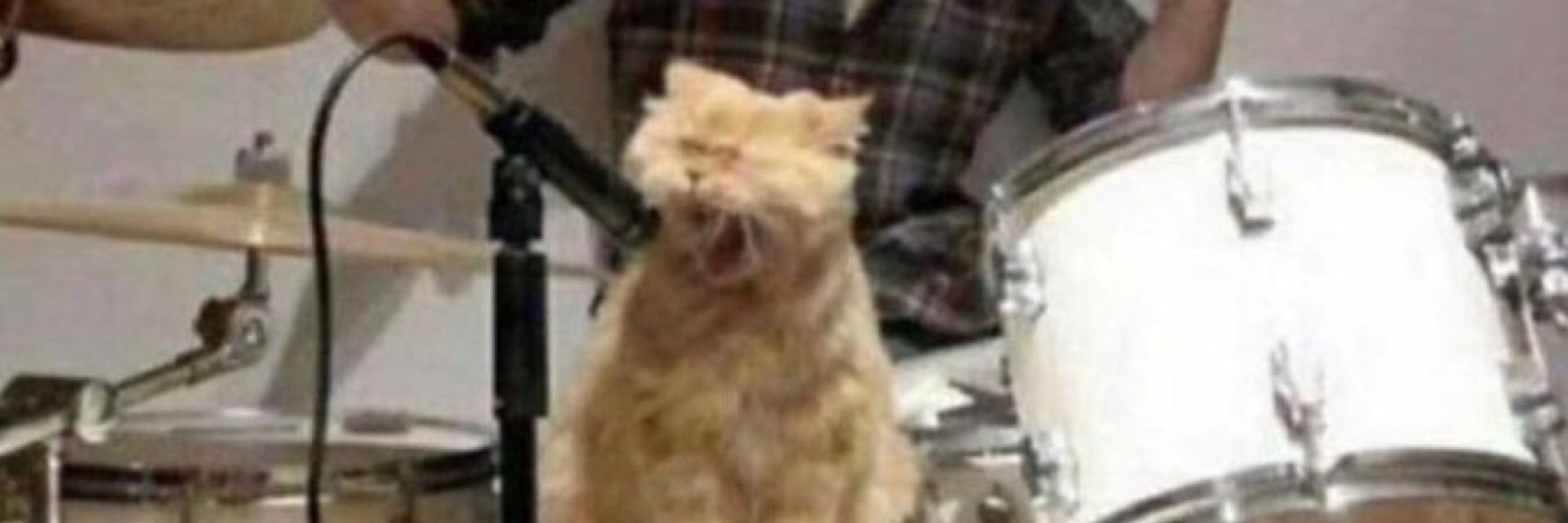 루파