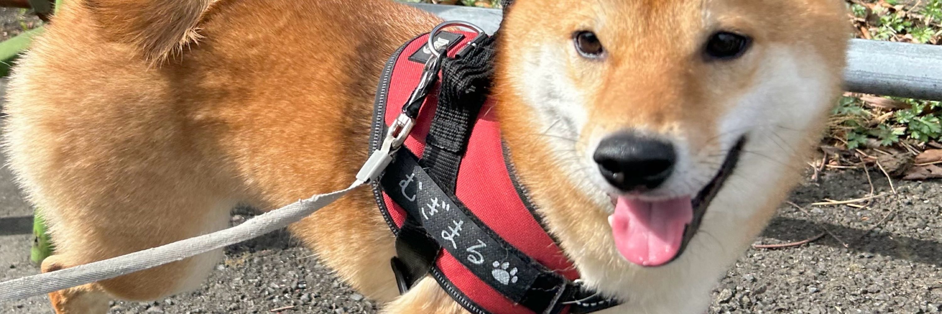 柴犬勇者むぎまる