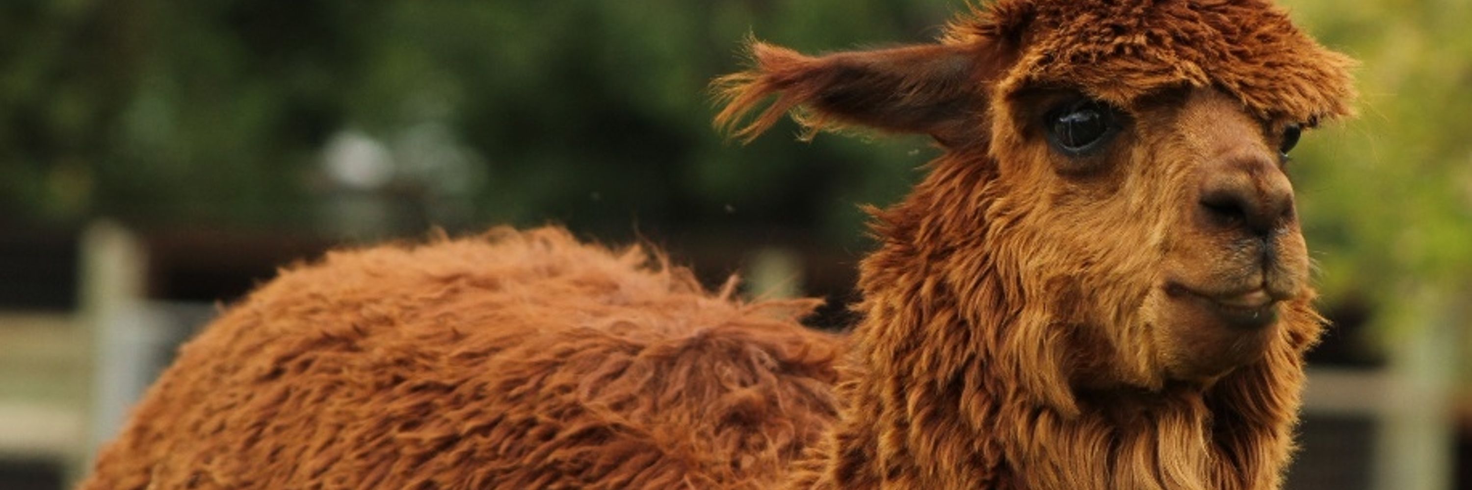 Friendly Llama