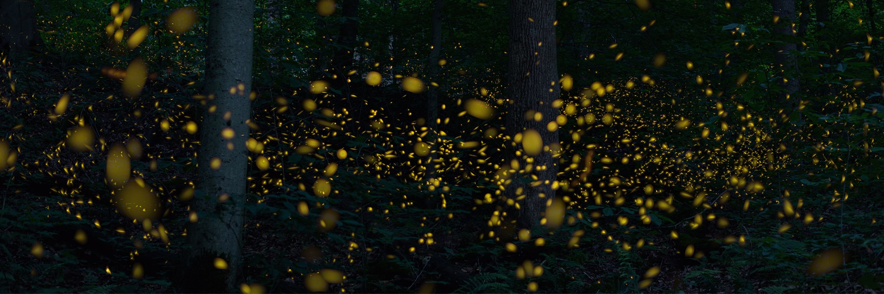 Danae Wolfe | Chasing Bugs