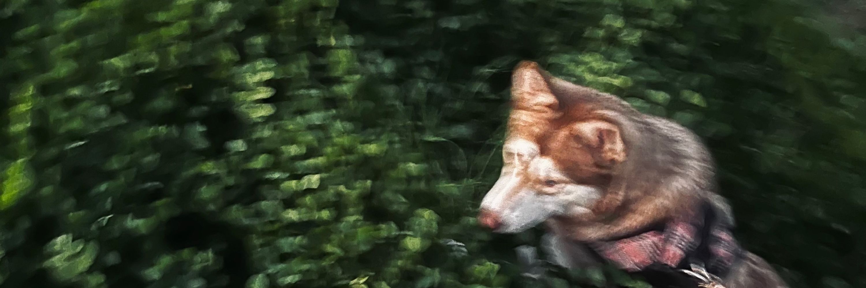 Canela