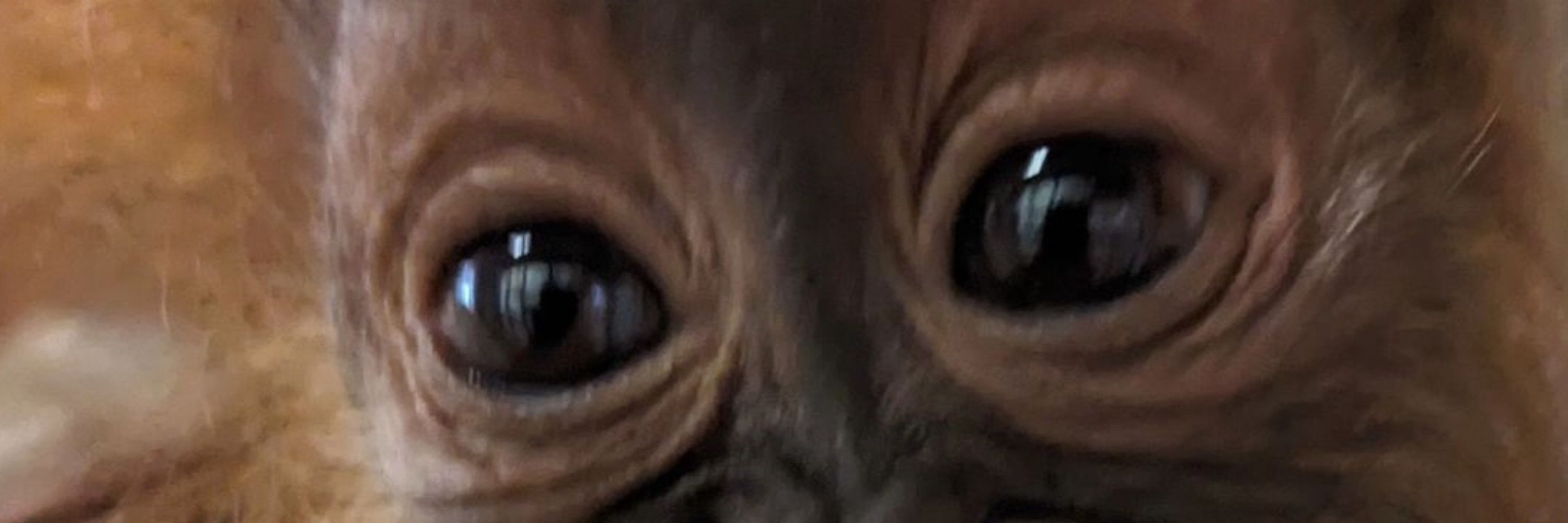 El Gusta
