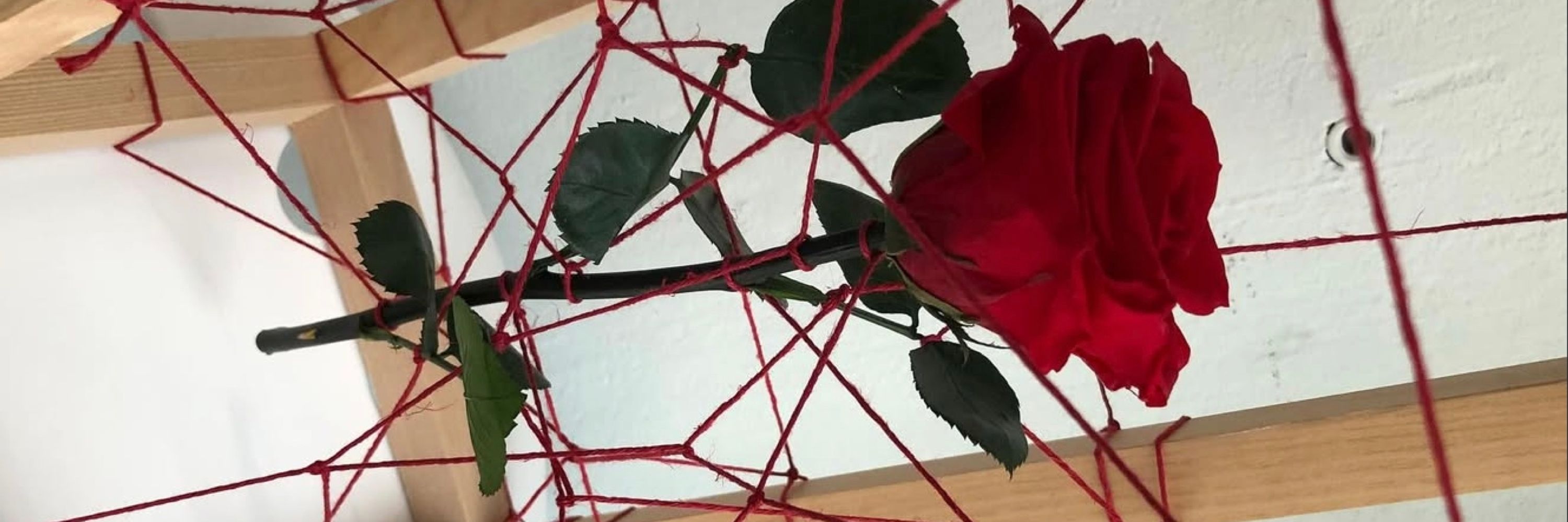 🪞Rose