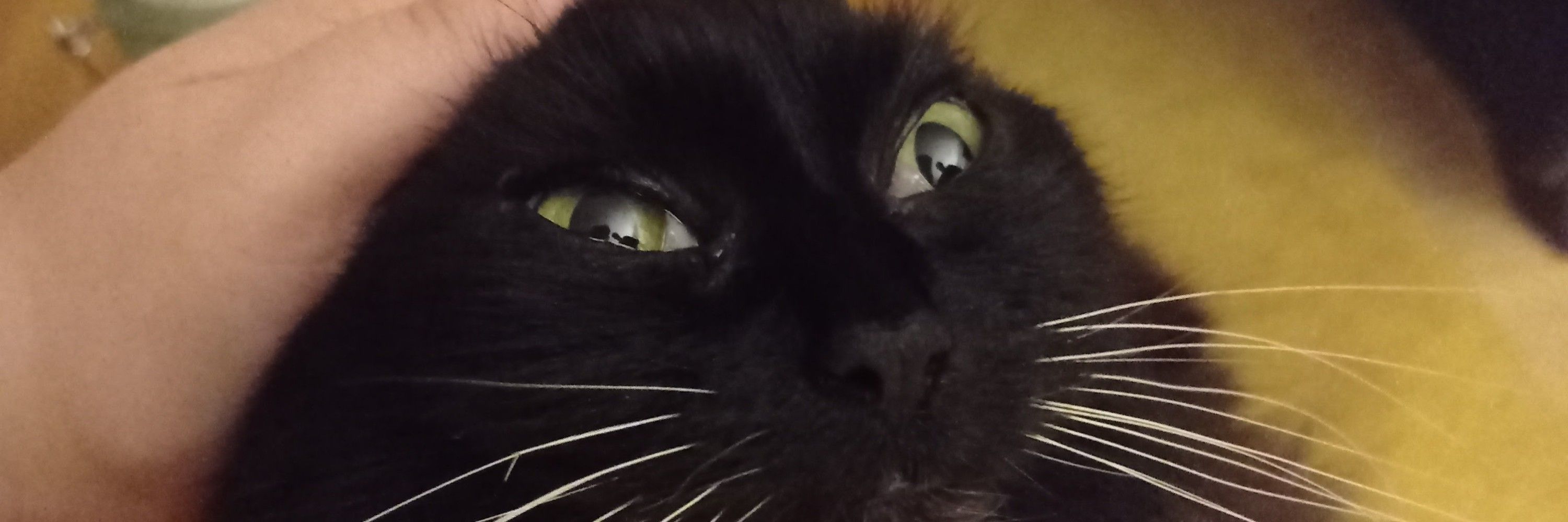 mog