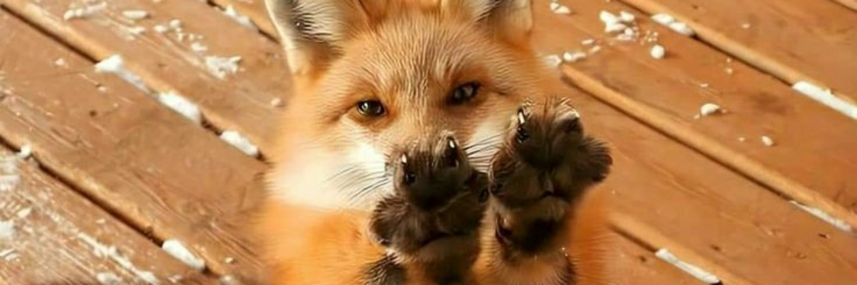 Nimbus Fox // Elijah Tod