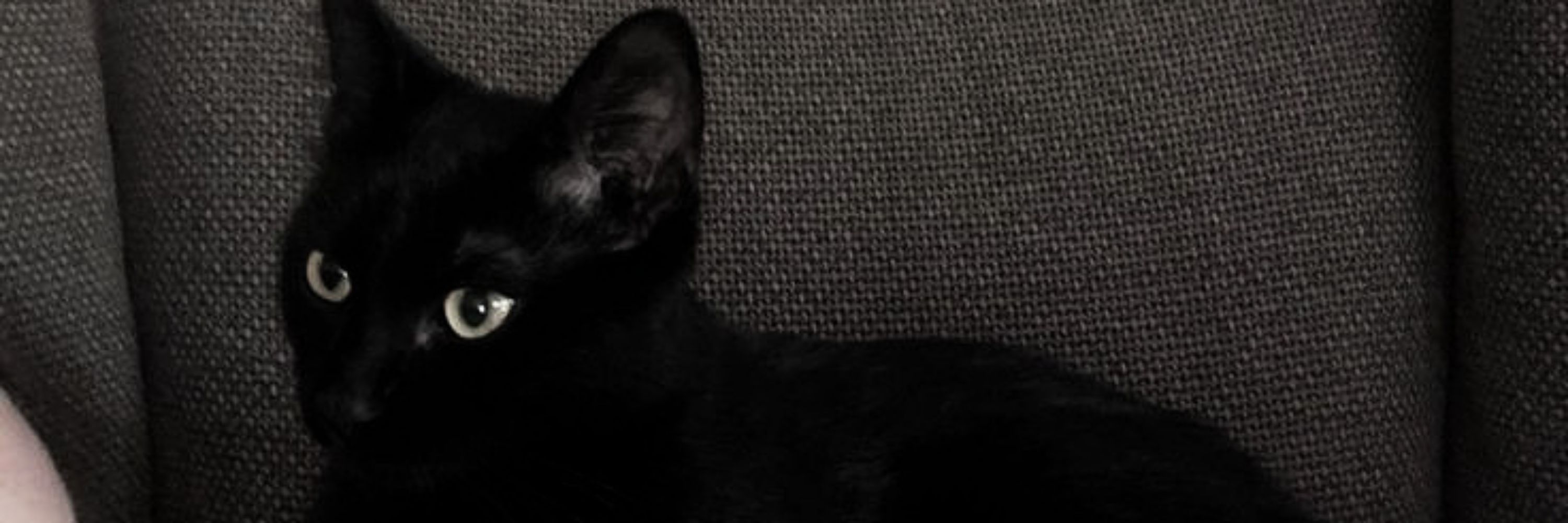 ravi