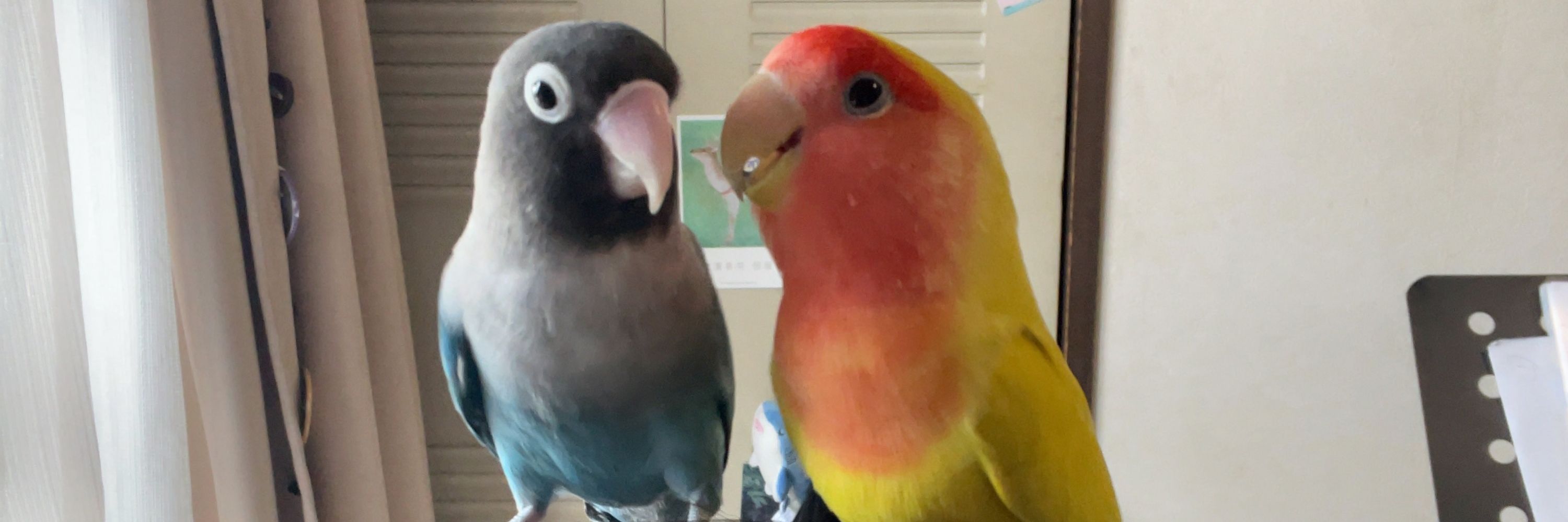 しまっち