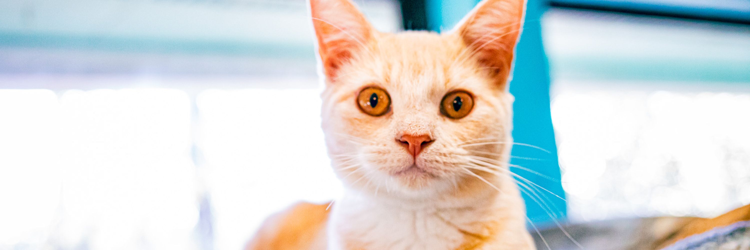 Leon County Humane Society