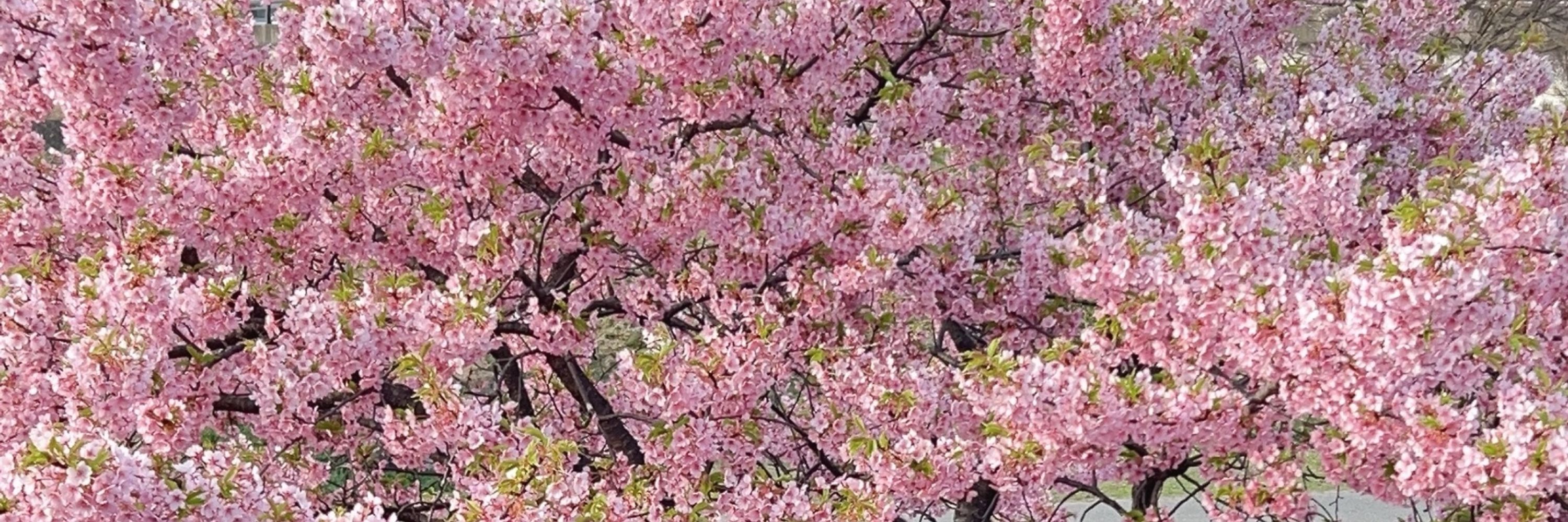 御花実