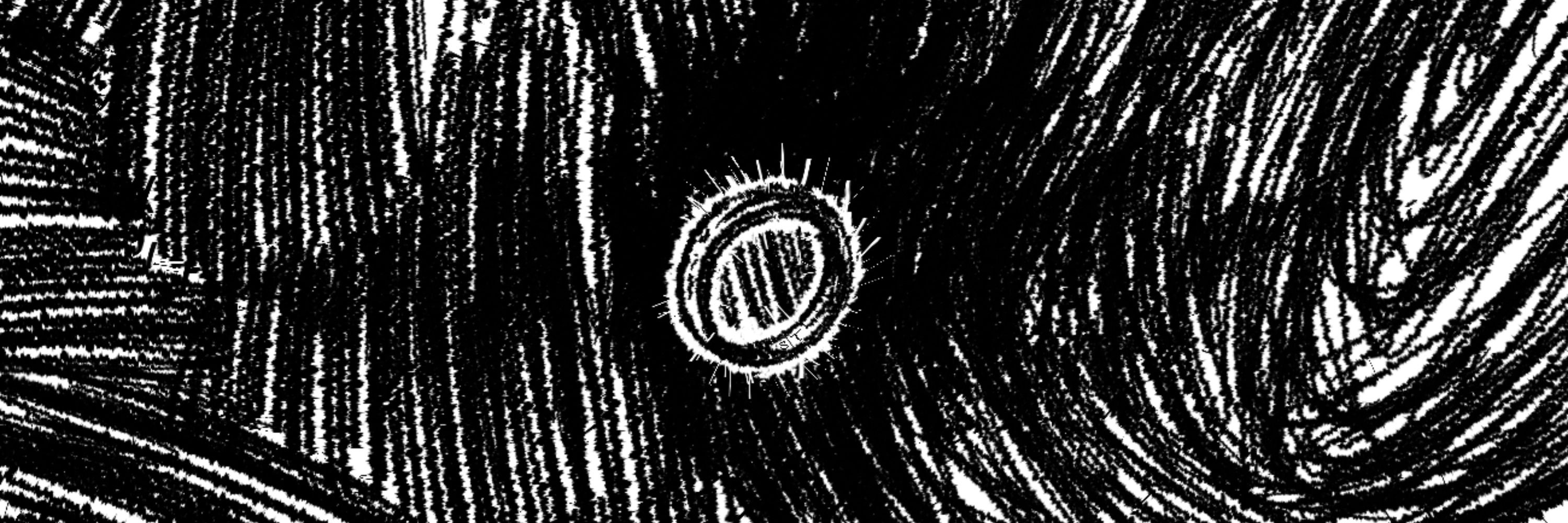 Nihildae