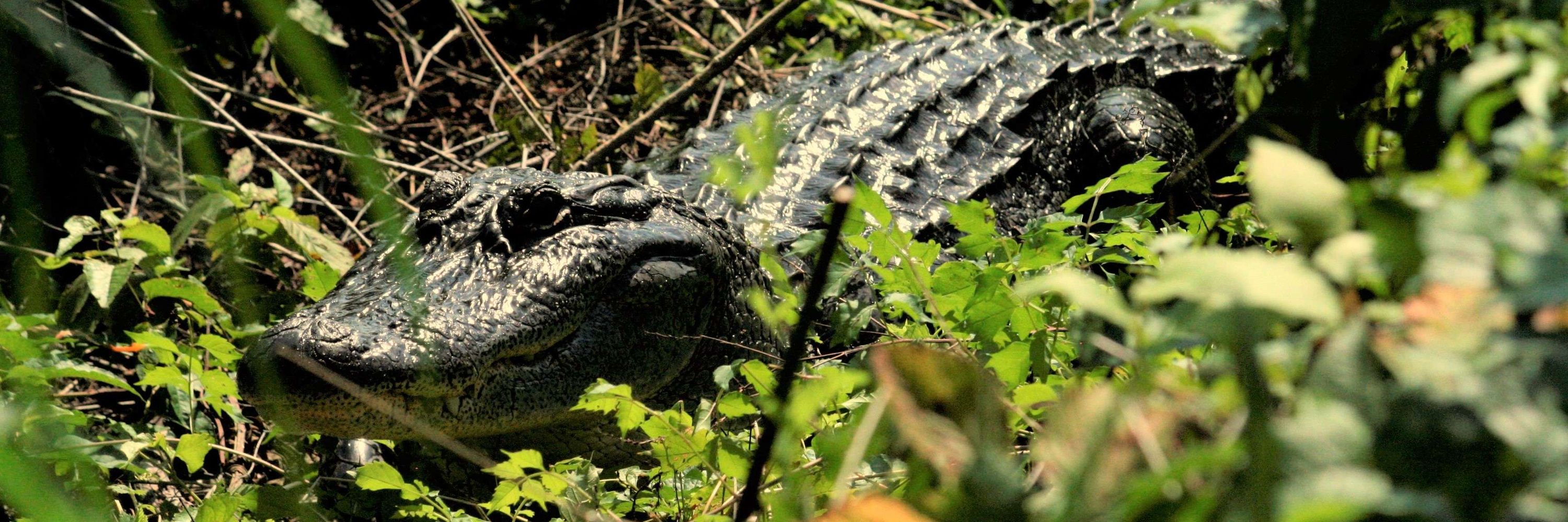 Herpetologists' League