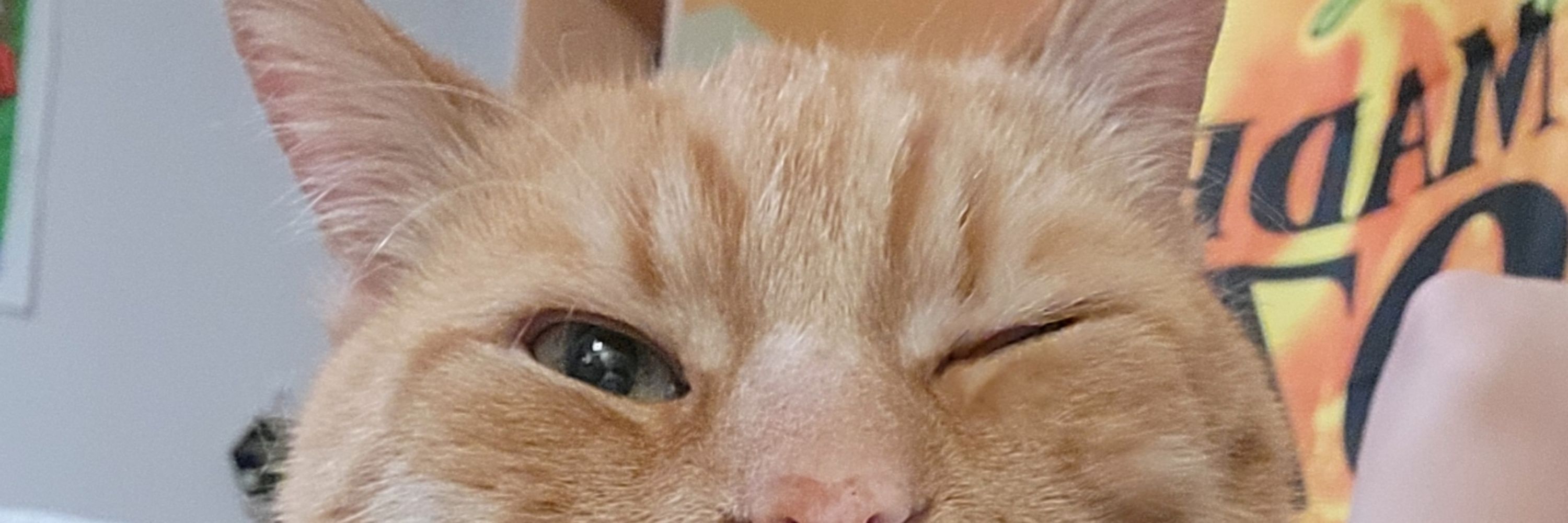Buddy