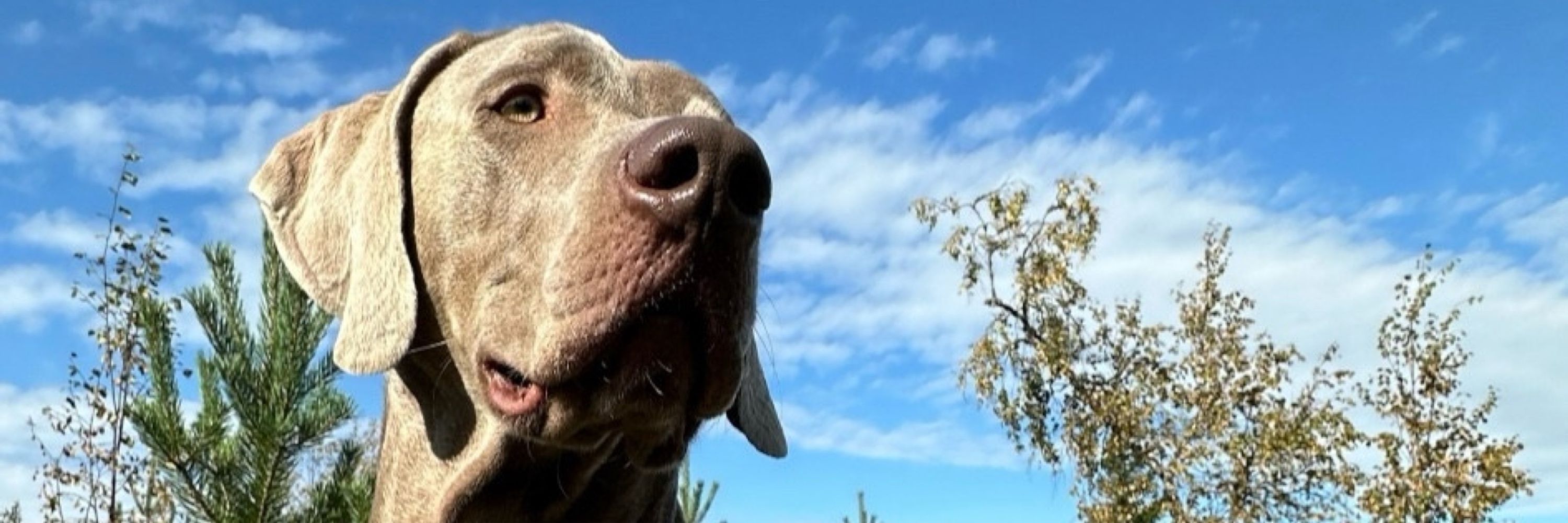 Weimaraner
